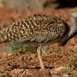 Houbara Bustard