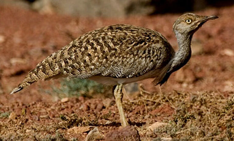 Houbara Bustard